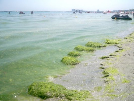 În atenţia lui Mitrea de la Apele Române: turiştii reclamă algele